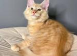 Maine coon red male - Maine Coon Kitten For Sale - Hallandale&comma; FL&comma; US