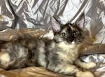 Maine coon tortie female - Maine Coon Kitten For Sale - Hallandale&comma; FL&comma; US