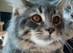 Buddy Big Male Purebred Maine Coon - Maine Coon Kitten For Sale - 