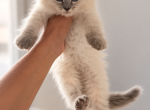 Ragamese - Ragdoll Kitten For Sale - Hampden&comma; MA&comma; US