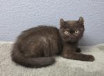 Oliver - American Curl Kitten For Sale - Tampa&comma; FL&comma; US