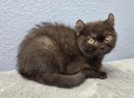 Olga - American Curl Kitten For Sale - Tampa&comma; FL&comma; US
