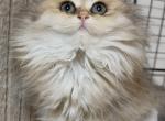 Milky - British Shorthair Kitten For Sale - Vancouver&comma; WA&comma; US