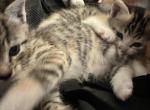 Simsim - Domestic Kitten For Sale - San Diego&comma; CA&comma; US
