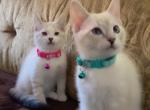 Siamese kittens ready for homes - Siamese Kitten For Sale - 