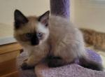 Kian & Annabelle - Balinese Kitten For Sale - Claremont&comma; CA&comma; US