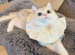 Goldie NY12 - British Shorthair Kitten For Sale - Fontana&comma; CA&comma; US