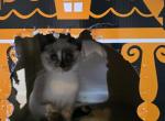 Seal tortie female - Siamese Kitten For Sale - Deer Park&comma; IL&comma; US