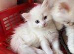 Kim - Persian Kitten For Sale - Irving&comma; TX&comma; US