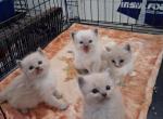Ragdoll Kittens - Ragdoll Kitten For Sale - Delano&comma; CA&comma; US