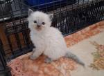 Ragdoll Kittens - Ragdoll Kitten For Sale - Delano&comma; CA&comma; US