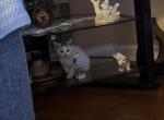 reema - Domestic Kitten For Sale - Phila&comma; PA&comma; US