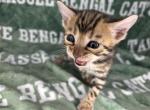 White collar - Bengal Kitten For Sale - Tallahassee&comma; FL&comma; US