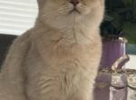 Cherry Bear girl - British Shorthair Kitten For Sale - Matthews&comma; NC&comma; US