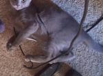 Princess - Russian Blue Kitten For Sale - Dayton&comma; OH&comma; US