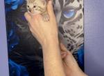 Orange collar - Bengal Kitten For Sale - Tallahassee&comma; FL&comma; US