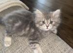 Tom - Ragamuffin Kitten For Sale - Garland&comma; TX&comma; US