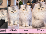 Pinkface - Persian Kitten For Sale - NJ&comma; US