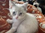 Lady - Siamese Kitten For Sale - 