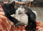 Sir Cleo - Siamese Kitten For Sale - White Cloud&comma; MI&comma; US