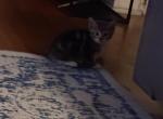 katty - Domestic Kitten For Sale - Phila&comma; PA&comma; US
