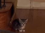 luna - Domestic Kitten For Sale - Phila&comma; PA&comma; US