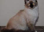 Phoebe - Ragdoll Kitten For Sale - 
