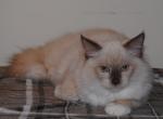 Tristian Cherubim Ragdoll - Ragdoll Kitten For Sale - Shippensburg&comma; PA&comma; US