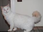 Remi - Ragdoll Kitten For Sale - 