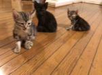 Baby Cubs - Bengal Kitten For Sale - Nottingham&comma; MD&comma; US