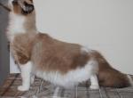 Robin Cherubim Ragdoll - Ragdoll Kitten For Sale - 