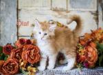 The Frozen Litter - Maine Coon Kitten For Sale - Placerville&comma; CA&comma; US