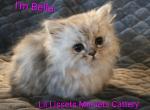 Bouji baby - Minuet Kitten For Sale - New Hartford&comma; CT&comma; US