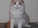 Skyler Cheribum Ragdoll - Ragdoll Kitten For Sale - Shippensburg&comma; PA&comma; US