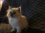 Spooks Kitties - Minuet Kitten For Sale - New Hartford&comma; CT&comma; US