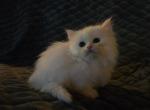 All about the eyes - Minuet Kitten For Sale - 