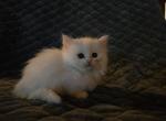 Crazy Mazy - Minuet Kitten For Sale - 