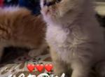 My Babies are growing - Persian Kitten For Sale - Brooklyn&comma; NY&comma; US