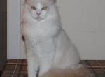 Shiloh Cheribum Ragdoll - Ragdoll Kitten For Sale - Shippensburg&comma; PA&comma; US