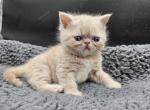 Darwin - Exotic Kitten For Sale - Bois D Arc&comma; MO&comma; US
