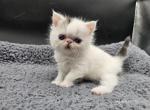 Watson - Exotic Kitten For Sale - Bois D Arc&comma; MO&comma; US