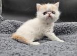 Newton - Exotic Kitten For Sale - Bois D Arc&comma; MO&comma; US