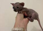 Sphynx babies - Sphynx Kitten For Sale - Rockledge&comma; FL&comma; US