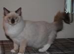Simon Cheribum Ragdoll - Ragdoll Kitten For Sale - Shippensburg&comma; PA&comma; US