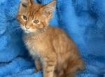 Max - Maine Coon Kitten For Sale - Dresden&comma; OH&comma; US