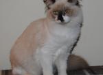Sabrina Cheribum Ragdoll - Ragdoll Kitten For Sale - Shippensburg&comma; PA&comma; US