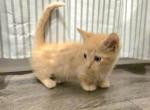 Frodo - Bambino Kitten For Sale - North Canton&comma; OH&comma; US
