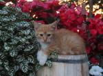 Janiyah - Domestic Kitten For Sale - Myerstown&comma; PA&comma; US