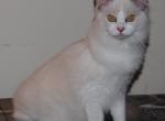 Sylvia Cheribum Ragdoll - Ragdoll Kitten For Sale - Shippensburg&comma; PA&comma; US