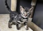 Silver charcoal green collar - Bengal Kitten For Sale - Litchfield&comma; IL&comma; US